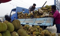 Xuất khẩu sầu riêng chính ngạch sang Trung Quốc: Vừa mới mừng đã phải lo 