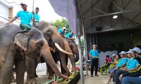 Đắk Lắk: Khó đưa voi trở lại rừng 