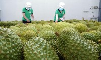 Cơ hội lớn tăng xuất khẩu rau quả sang Trung Quốc 