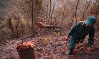 Vụ cháy rừng Hoàng Liên: Có hay không tình trạng phá rừng? 