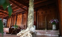 Một góc cây dó trầm “khủng” đã được chế tác làm cảnh để trong nhà