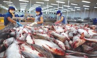 Từ đầu năm đến nay, đã có 25 DN xuất khẩu cá tra Việt Nam rút khỏi thị trường EU 