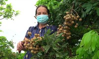 Nông dân ở Sơn La tỏ ra lo lắng trước việc nhãn đến vụ thu hoạch nhưng bí đầu ra Ảnh: PV 