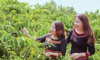 Vườn cà phê hữu cơ của anh Vương nằm trong mô hình du lịch cộng đồng