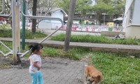Chó thả rông ở khu vực vui chơi trẻ em trong khuôn viên chung cư Ehome3 (TPHCM) Ảnh: H.H