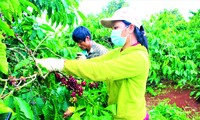 Nông dân Đắk Lắk thu hoạch cà phê