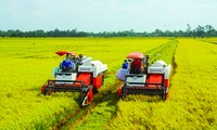 Việc xuất khẩu gạo gặp thiên thời hiện nay là cơ hội để ngành lúa gạo tái cấu trúc, tăng liên kết hướng đến phát triển bền vững 