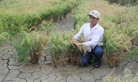 Hạn hán, xâm nhập mặn mùa khô 2023-2024 ở ĐBSCL dự báo gay gắt ẢNH: CẢNH KỲ 