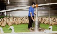 Anh Nguyễn Đức Thành thành công với mô hình chăn nuôi vịt 