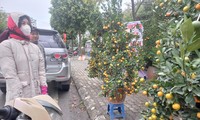  Vỉa hè nhiều tuyến phố đã được cho thuê kinh doanh hoa cây cảnh dịp Tết