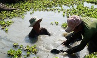 Nhóm của ông Trương Văn Bê đang lặn đất đắp gốc chuối cho chủ vườn ở quận Thốt Nốt, TP Cần ThơẢNH: HÒA HỘI 