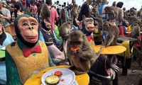 Khỉ ăn trái cây trong lễ hội khỉ ở tỉnh Lopburi