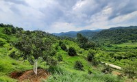 Những cây mắc ca còi cọc trồng lơ thơ tại vùng nguyên liệu được quảng cáo là thuộc sở hữu của Cty Cổ phần Macca Nutrition Việt Nam Ảnh: Ðức Nguyễn 