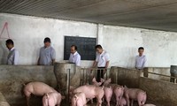 Chống chọi với dịch tả,​người chăn nuôi tại Ðồng Nai chờ giải pháp tiêu thụ thịt lợn​