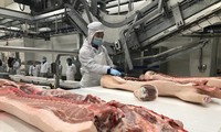 Theo các chuyên gia, cần đẩy nhanh nhập khẩu mới hạ nhiệt giá thịt lợn trong nước ảnh: Bình Phương