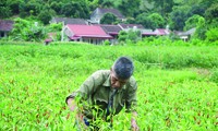 Nông dân Lạng Sơn nhọc nhằn trồng ớt mà sản phẩm đang bí “đầu ra” Ảnh: Duy Chiến 