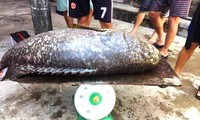 Thu hoạch cá mú “khủng” ở Huế