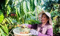Cà phê là một trong những nông sản xuất khẩu chủ lực và sẽ được hưởng ưu đãi ngay khi EVFTA có hiệu lực