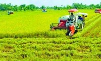 Nâng cao phẩm cấp gạo Việt là hướng đi ưu tiên của ĐBSCL