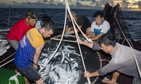 Tàu cá của ngư dân Quảng Nam bám biển, bất chấp lệnh cấm đánh bắt cá của Trung QuốcẢnh: LÊ VĂN CHƯƠNG 