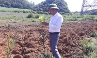 Ông Nguyễn Ngọc Long, người tự xưng danh giám đốc vùng nguyên liệu Cty Macca Nutrition giới thiệu cây mắc ca 1 năm tuổi 