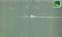 Hình ảnh mới nhất cá thể rùa Hoàn Kiếm ở hồ Đồng Mô. Ảnh: ATP 