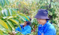 Đoàn thanh niên hỗ trợ gia đình khó khăn thu hoạch cà phê