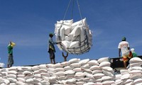 Ấn Độ cấm xuất khẩu gạo: Đòn giáng mạnh vào thương mại nội địa