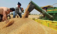 Ấn Độ tiếp tục thắt chặt xuất khẩu gạo, đe dọa nguồn cung toàn thế giới