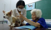 Phòng châm cứu thú y miễn phí của nữ phó giáo sư gần 90 tuổi