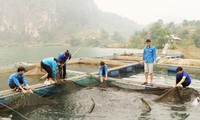 Thanh niên Lai Châu khởi nghiệp, làm giàu từ trồng trọt chăn nuôi
