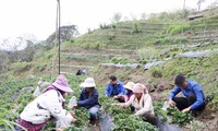 Thanh niên người Mông khởi nghiệp trồng dâu tây trên đất cằn, thu trăm triệu mỗi năm