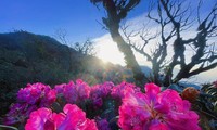 Mê mẩn ngắm hoa Đỗ Quyên nở rực trên đỉnh núi PuTaLeng