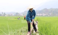 Farmers are straining to protect Lai Chau's largest rice granary from drought