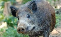 Phá chuồng bỏ trốn vào rừng, lợn nái về nhà mang theo 12 chú lợn con múp míp