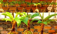 Dừa bonsai độc lạ ‘trình làng’ dịp Tết