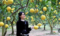 Vườn bưởi Diễn hàng nghìn quả vàng ươm, thơm nức tại Hà Nội hút khách check-in