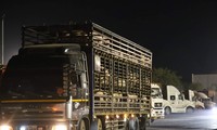 Khởi tố vụ án liên quan 2.700 con lợn không cách ly 