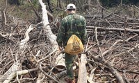 Phá rừng tự nhiên, bốn người dân Làng Cát bị phạt hơn nửa tỷ đồng