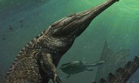 Machimosaurus rex là loài cá sấu sống dưới biển lớn nhất từ trước tới nay. Ảnh: Davide Bonadonna.