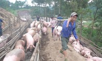 Việc phụ thuộc vào xuất khẩu lợn hơi qua đường tiểu ngạch đi Trung Quốc, gây rủi ro lớn cho ngành chăn nuôi lợn trong nước