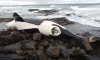 Phát hiện sốc trong xác cá voi sát thủ: Chuyên gia động vật không thể tin nổi