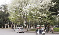 Cây thàn mát, được biết đến nhiều hơn với tên gọi cây sưa trắng, là loài cây rất độc được trồng phổ biến ở Hà Nội.