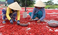 Ớt trồng ở miền Tây chủ yếu xuất sang Trung Quốc, nhưng hiện thị trường này ngừng "ăn hàng" khiến sản phẩm của nông dân bí đầu ra. Ảnh: A.X