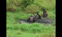Giải cứu voi mắc lầy ngoạn mục