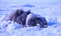 Một con bò rừng bị chết vì tuyết phủ.