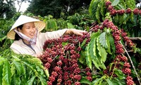 Cà phê xuất khẩu được ‘hưởng lợi’ từ EVFTA?