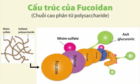 Tìm hiểu về cấu trúc phân tử của fucoidan