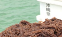 Kích hoạt hệ thống miễn dịch từ chất siêu nhờn của tảo nâu Okinawa