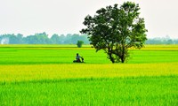 Tây Ninh: Giá lúa tăng mạnh, nông dân tiếp tục đầu tư 